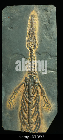 Mesosaurus tenuidens fossil Stock Photo