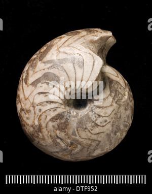 Goniatites, fossil ammonite Stock Photo