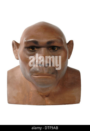 Homo erectus, Java man Stock Photo