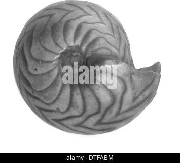 Goniatites sp., goniatite Stock Photo