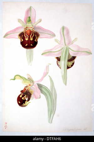 Ophrys apifera, bee orchid Stock Photo
