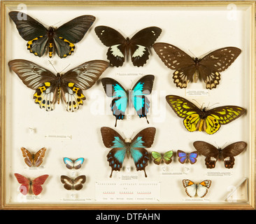 Entomological Specimens from the Wallace Collection Stock Photo