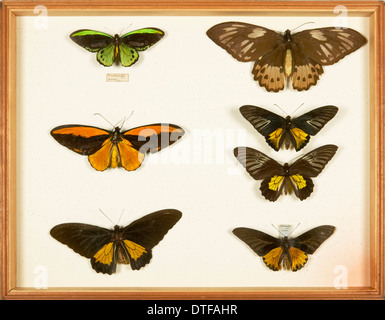 Specimens of birdwing butterflies, Papilionidae, from the Wallace Collection Stock Photo