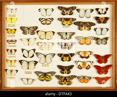 Entomological Specimens from the Wallace Collection Stock Photo