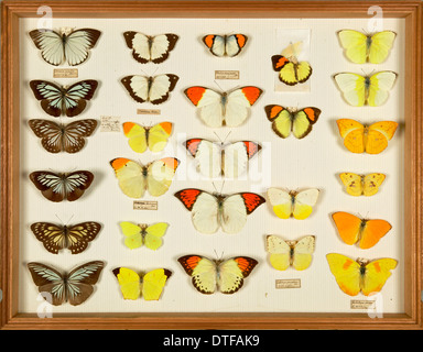 Entomological Specimens from the Wallace Collection Stock Photo