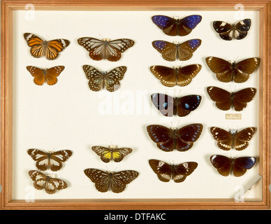 Entomological Specimens from the Wallace Collection Stock Photo