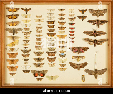 Entomological Specimens from the Wallace Collection Stock Photo