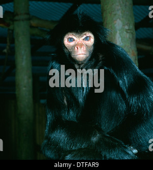 Ateles paniscus, red-faced black spider monkey Stock Photo