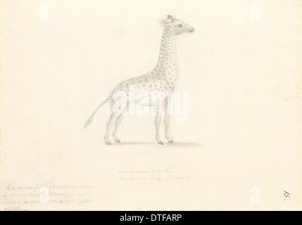 Giraffa camelopardalis, giraffe Stock Photo