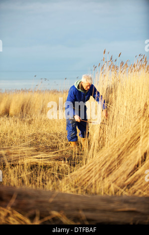 Wally Mason Reed Cutter on the Norfolk Broads, cutting reed using his own Scythe Stock Photo