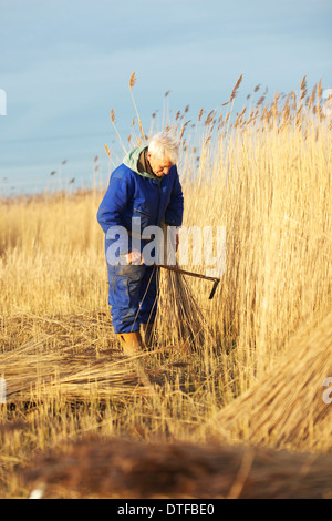 Wally Mason Reed Cutter on the Norfolk Broads, cutting reed using his own Scythe Stock Photo