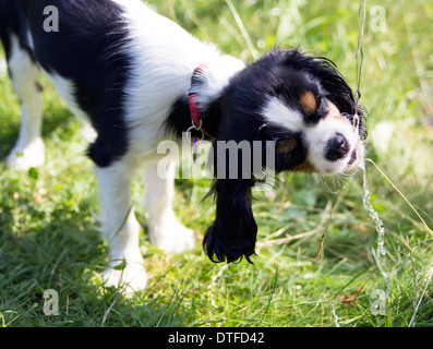 dog drinking water from the garden tap Stock Photo