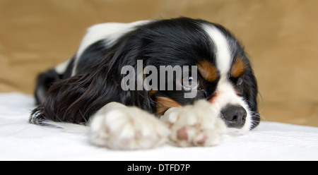 cute dog taking a nap on the couch Stock Photo