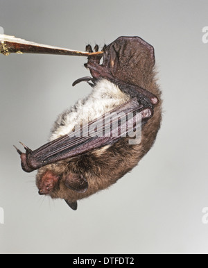Myotis daubentonii, daubenton's bat Stock Photo