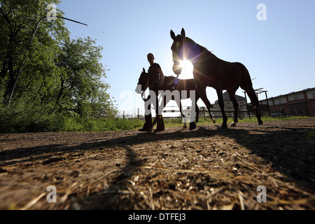 Koenigs Wusterhausen, Germany, horses are led out to the paddock Stock Photo