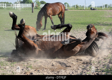 Koenigs Wusterhausen, Germany, horse rolling in the sand Stock Photo