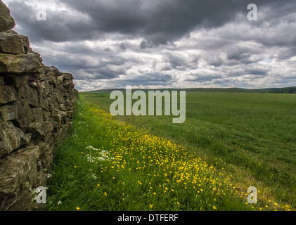 Open Farm Gate Into A Green Field Stock Photo