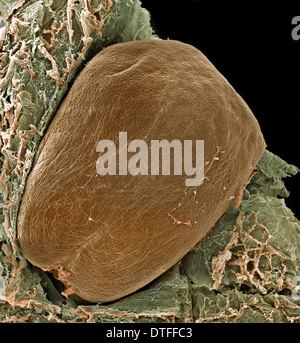 Vitis sp., grape seed Stock Photo