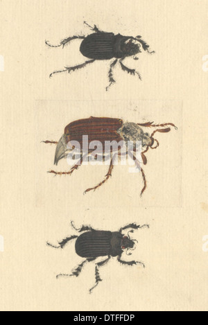 English Insects illustration of Minotaur beetles and Cockchafer by James Barbut Stock Photo