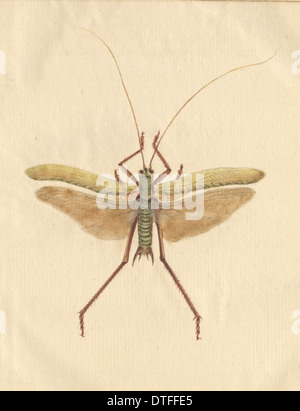 English Insects illustration by James Barbut Stock Photo