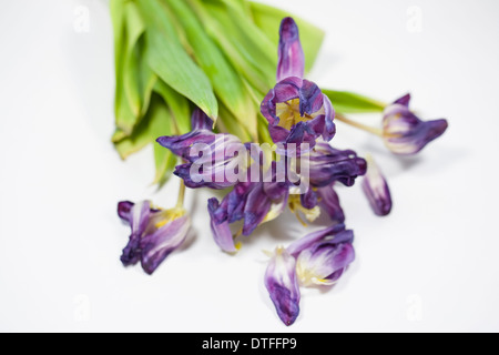 Dying tulip flowers. Stock Photo