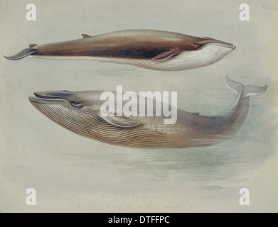 Balaenoptera musculus, blue whale and Balaenoptera physalus, fin whale Stock Photo