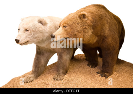 Polar bear - brown bear hybrid / polar bear-grizzly bear hybrid also