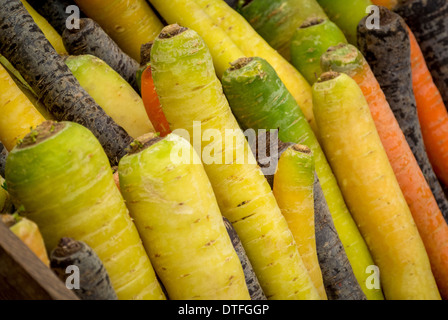 "Rainbox Mix" Heritage Carrots Stock Photo