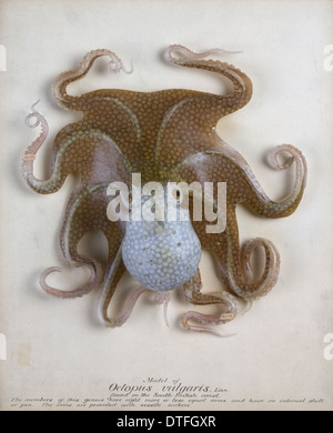 Octopus vulgaris, octopus Stock Photo