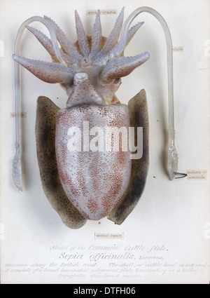 Sepia officinalis, squid Stock Photo