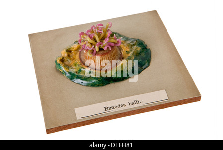 Bunodes ballii, sea anemone Stock Photo
