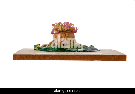 Bunodes ballii, sea anemone Stock Photo