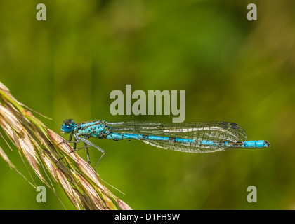 Blue Damsel Fly Stock Photo