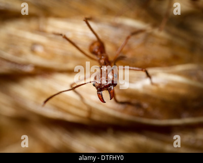 Leaf-cutter ant (Atta cephalotes) soldier Stock Photo