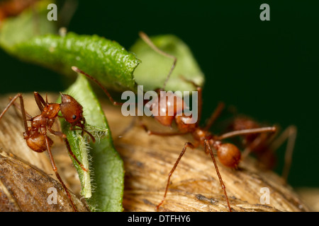 Leaf-cutter ants (Atta cephalotes) Stock Photo