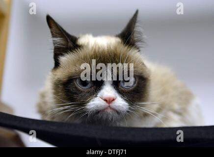 Grumpy Cat, Internet Celebrity With a Piercing Look of Contempt, Is Dead at  7 - The New York Times