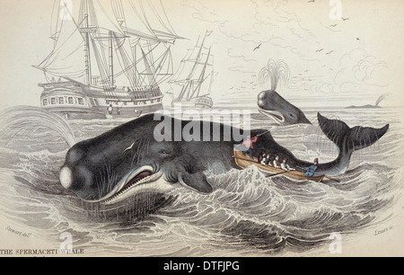 Sperm Whale (Physeter macrocephalus, Physeter catodon), drawing show ...