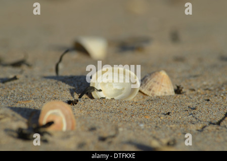 Close-up of common limpet shells with one upturned on seashore