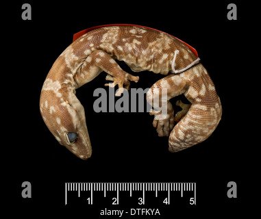 Oedura marmorata, marbled velvet gecko. Stock Photo