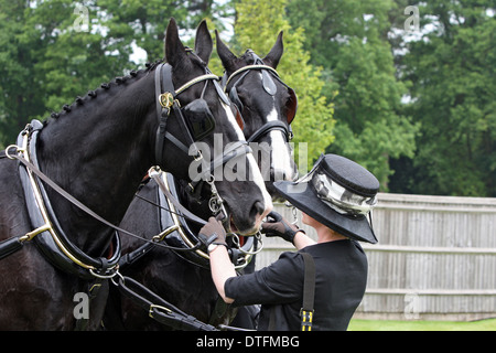 Ascot, United Kingdom, elegantly dressed woman with hat holds down two carriage horses Stock Photo