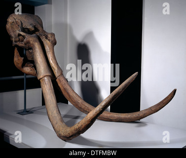 Mammuthus trogontherii, steppe mammoth Stock Photo