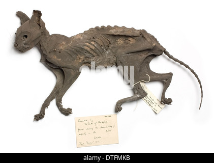 Naturally mummified Felis catus, cat. Stock Photo