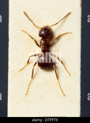 Lasius niger, black garden ant Stock Photo