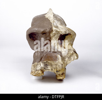 Paranthropus robustus cranium (SK46)