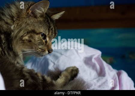grooming domesticated pet cat paw claw face Stock Photo