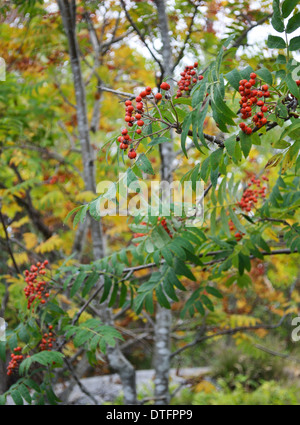 Mountain ash branches with ripe red berries Stock Photo