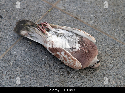 Berlin, Germany, dead pigeon lying on a Sidewalk Stock Photo