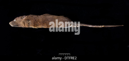 Megalomys desmarestii, antillean giant rice rat Stock Photo