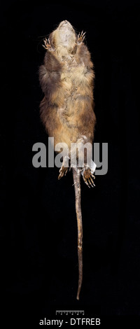 Megalomys desmarestii, antillean giant rice rat Stock Photo