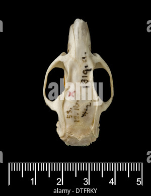 Megalomys luciae, saint lucia giant rice rat (holotype) Stock Photo